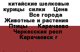 китайские шелковые курицы (силки) › Цена ­ 2 500 - Все города Животные и растения » Птицы   . Карачаево-Черкесская респ.,Карачаевск г.